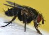Peribaea tibialis